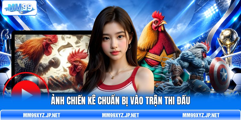 Ảnh chiến kê chuẩn bị vào trận thi đấu