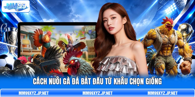Cách nuôi gà đá bắt đầu từ khâu chọn giống