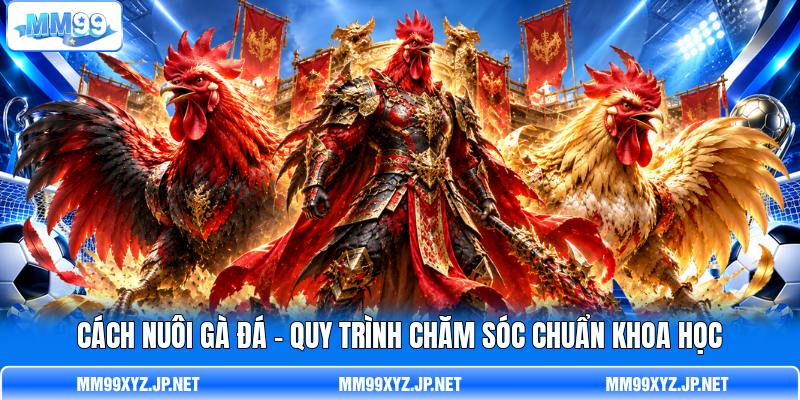 Cách Nuôi Gà Đá - Quy Trình Chăm Sóc Chuẩn Khoa Học